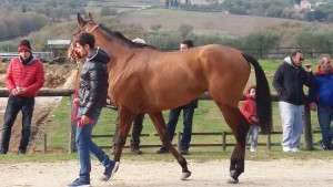 SELVAGGIO