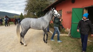 SOLDATINO