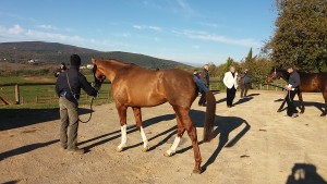 SPARTACO DE BONORVA