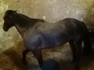 OSVALDO