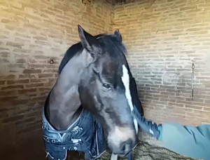 QUERINO