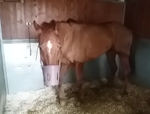 RIJHAID