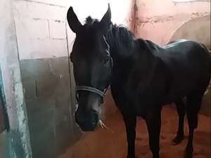 bomario da clodia