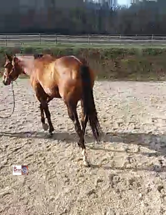 quindigiu