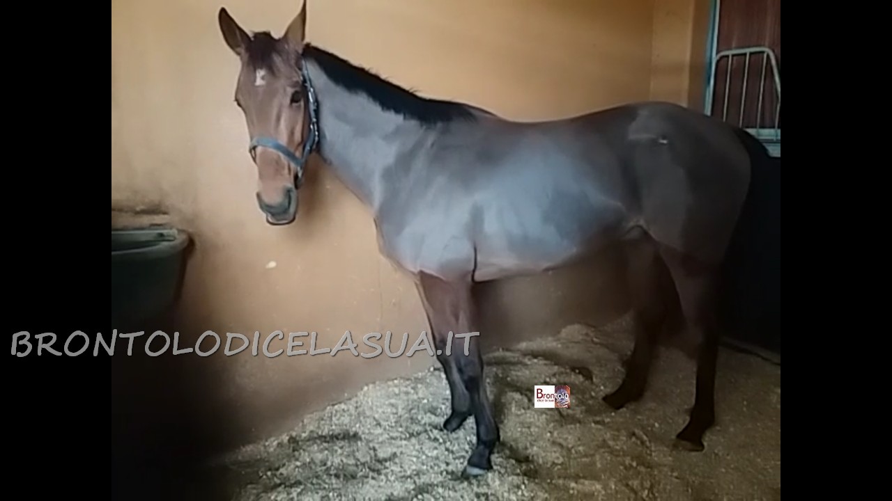 remo secondo
