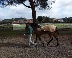 TARANTELLA MOON
