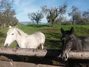 FEDORA E PULEDRA