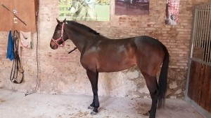 PARLEDI