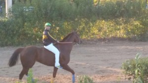 fais 15-5-2016 siniscola