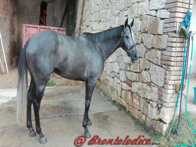 uan king originale