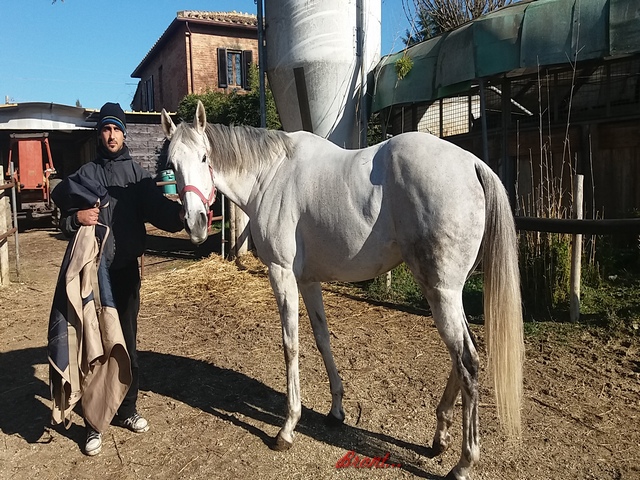Querida de marchesana 2018
