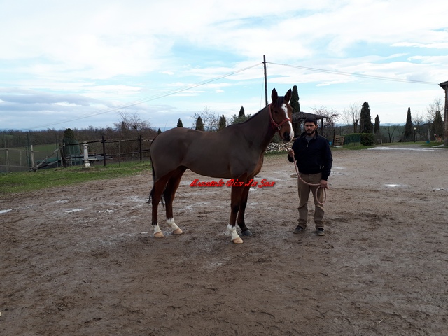 Trigu Moresco 2018
