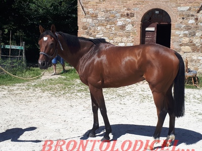 Migheli Alessio Arricchisce La Scuderia Con Un Cavallo Francese Brontolo Dice La Sua Notizie Sul Palio Di Siena E Gli Altri Palii D Italia