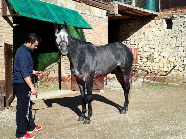 UAN KING