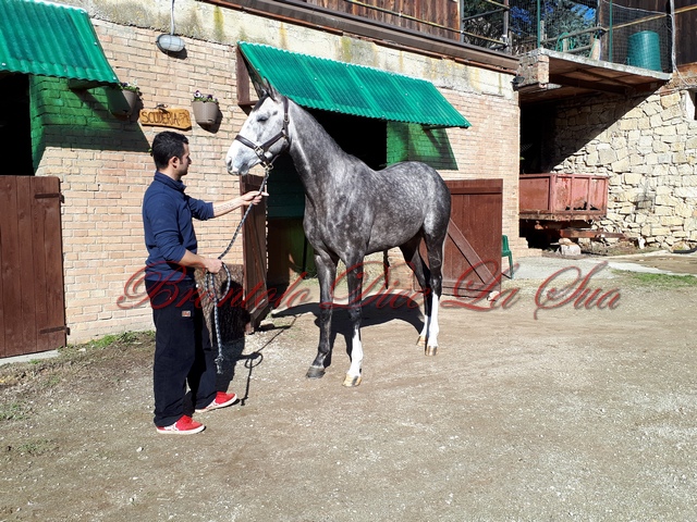 VOLTAR DEY