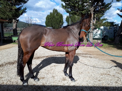 PREZIOSA PENELOPE 2018 caria