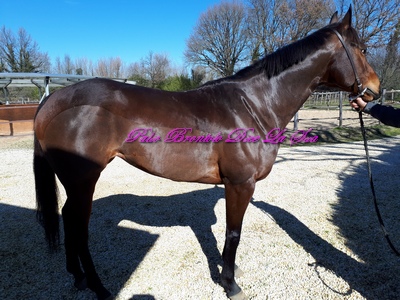Purosangue 2 2018 tittia