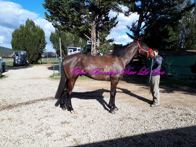 SORIGITTU 2018 caria