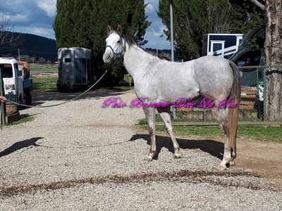UBERT SPY 2018 caria
