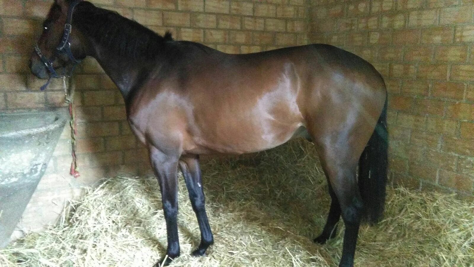 L Ottimo Cavallo Francese Farfadet Du Pecos In Vendita Brontolo Dice La Sua Notizie Sul Palio Di Siena E Gli Altri Palii D Italia