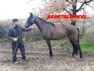 CLOE DA CLODIA 2018