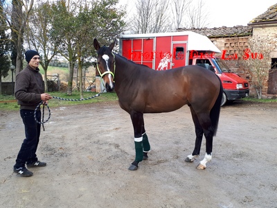 Truciolo Baio 2018