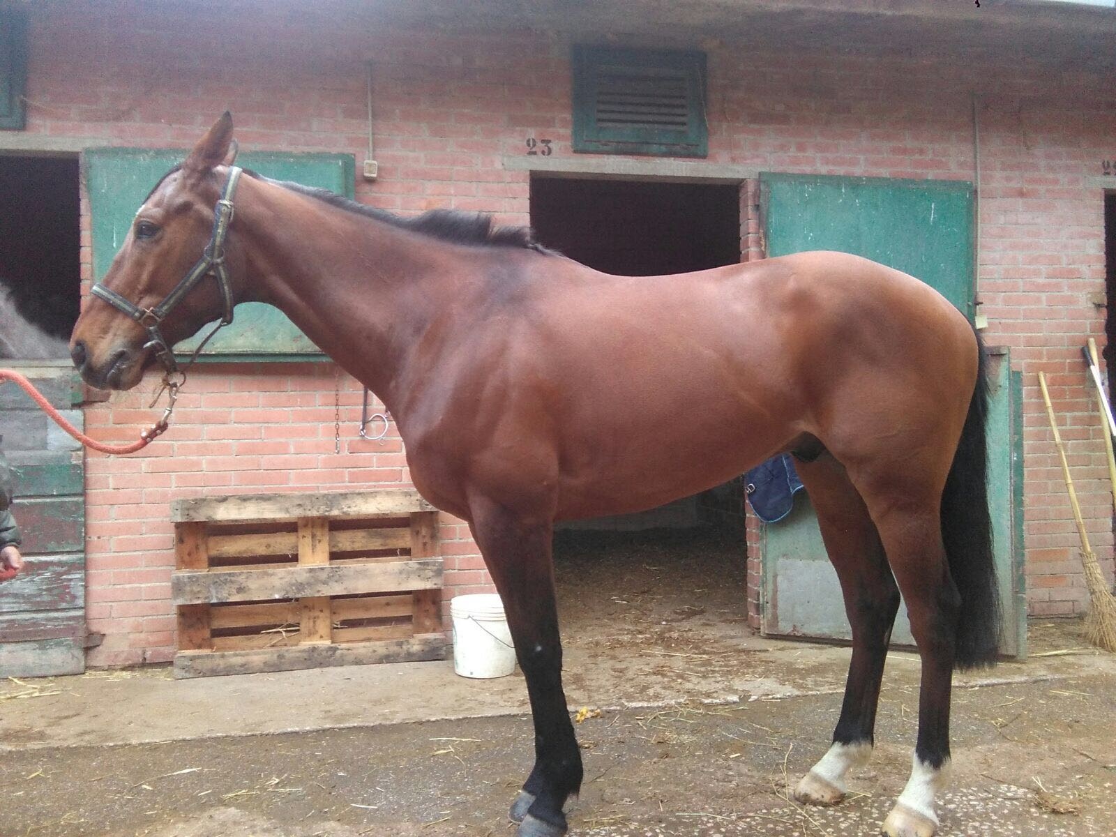 La Scuderia Lady Zeta Vende Anche L Altro Francese Ahkara Trois Brontolo Dice La Sua Notizie Sul Palio Di Siena E Gli Altri Palii D Italia