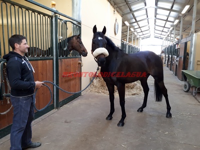Renalzos 2018