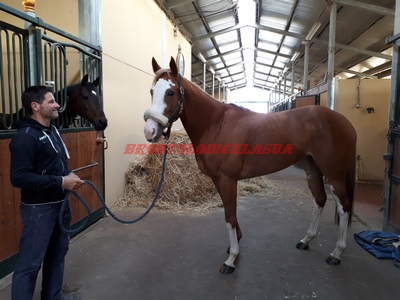 Superbia de sedini 2018