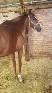 zarino