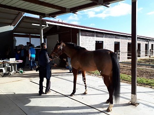 tiepolo buti 2019
