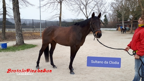 SULTANO DA CLODIA 2019 pusceddu