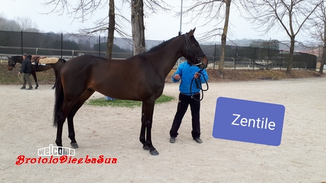ZENTILE 2019 pusceddu