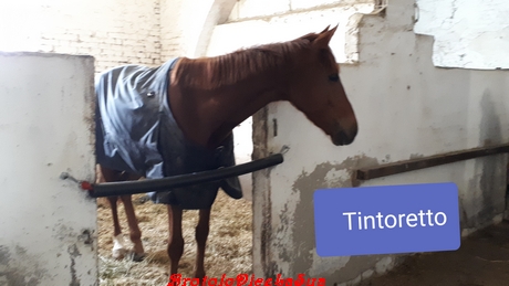 TINTORETTO 2019