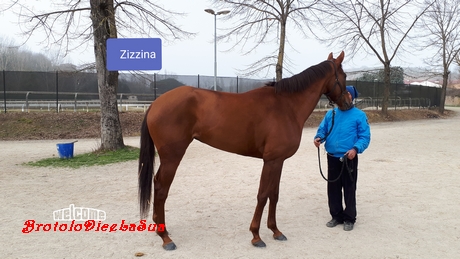ZIZZINA 2019 pusceddu