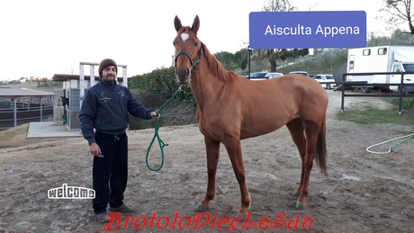 AISCULTA APPENA 2019
