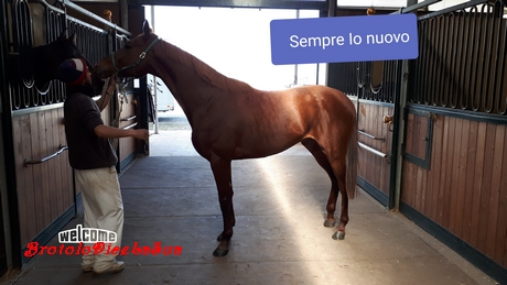 SEMPRE IO 2019 BRUSCHELLI
