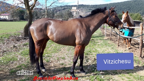 VITZICHESU piccola