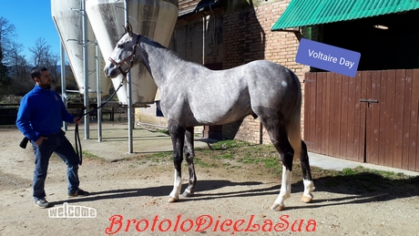 VOLTAIRE DEY 2019