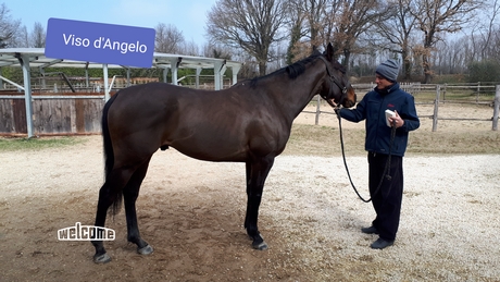VOSP D'ANGELO 2019 PICCOLA