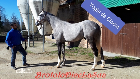 YOGHI da clodia 2019