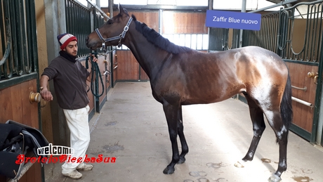ZAFFIR BLUE 2019 BRUSCHELLI