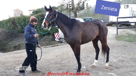 ZENIATA 2019
