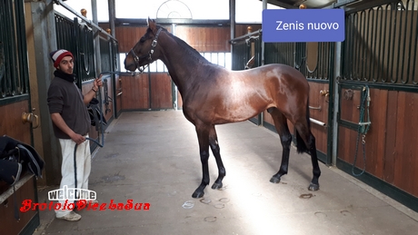 ZENIS 2019 BRUSCHELLI
