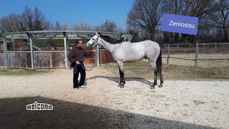 ZINIOSSU 2019 PICOLA