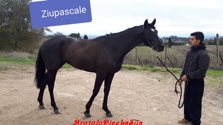 ZIUPASCALE 2019