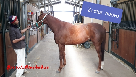 ZOSTAR 2019 BRUSCHELLI