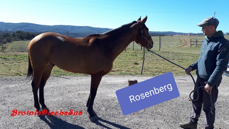 rosenberg 2019 mannucci