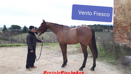 vento fresco 2019