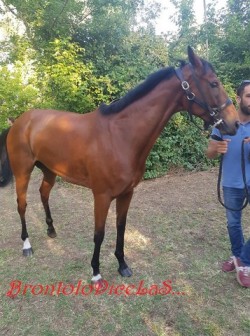 shamera